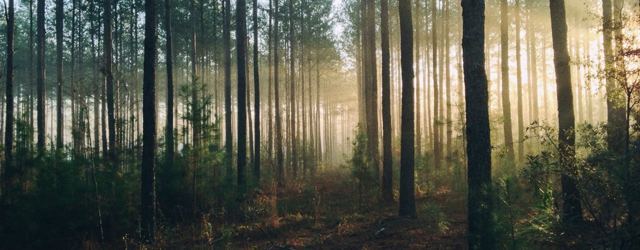 Wald mit Dunst
